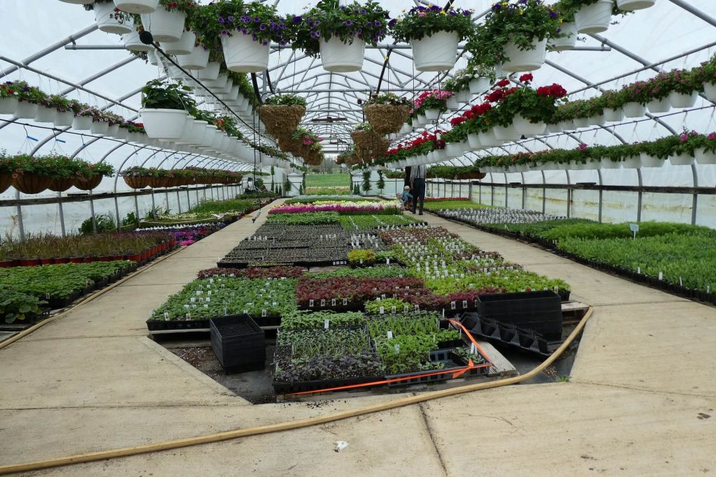 greenhouse testimonial header background